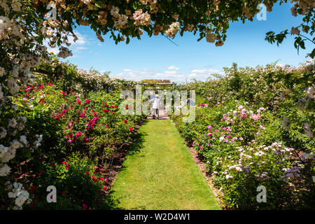 David Austin Roses, les gens d'acheter les plantes. Banque D'Images