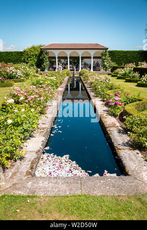 David Austin Roses, UK Les jardins de fleurs Banque D'Images