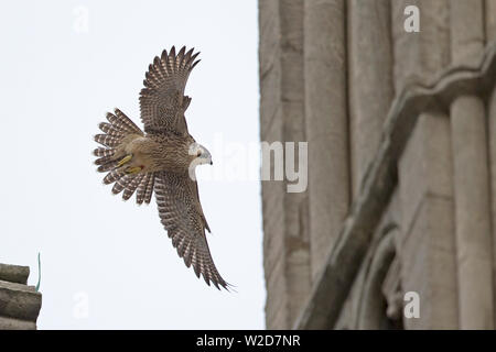 Le faucon pèlerin (Falco peregrinus) Cathédrale de Norwich Banque D'Images