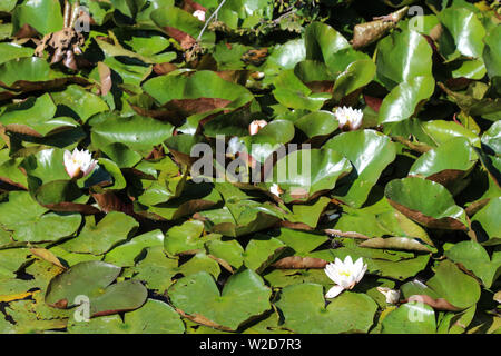Close up of Nymphaea alba, également connu sous le nom de l'nénuphar blanc ou rose de l'eau blanc Banque D'Images
