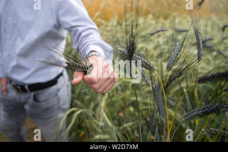 Stuttgart, Allemagne. 08 juillet, 2019. Friedrich Longin, chef de la recherche sur le blé à l'Université de Hohenheim, montre une oreille amidonnier lors d'une conférence de presse sur un essai au champ d'une variété de céréales. L'expérience est destinée à fournir des informations sur la manière dont les différentes variétés, telles que l'engrain, l'amidonnier et Dinkel, s'affirmer dans la culture, les risques qu'ils ont et pour quels produits l'un ou l'autre variété de céréale est plus adaptée. Credit : Marijan Murat/dpa/Alamy Live News Banque D'Images