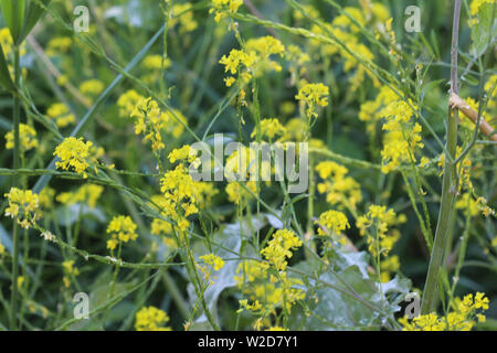 Close up de Brassica nigra, la moutarde noire, qui fleurit au printemps Banque D'Images