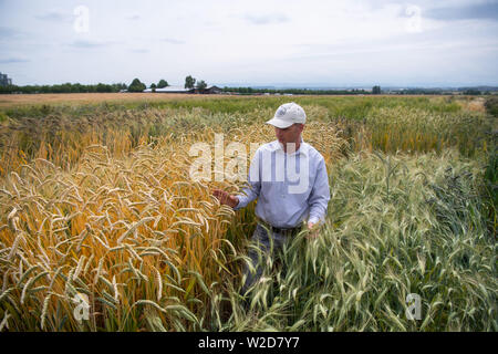 Stuttgart, Allemagne. 08 juillet, 2019. Friedrich Longin, chef de la recherche sur le blé à l'Université de Hohenheim, est à une conférence de presse sur un essai de deux différentes variétés de céréales de l'amidonnier. L'expérience est destinée à fournir des informations sur la manière dont les différentes variétés, telles que l'engrain, l'amidonnier et Dinkel, s'affirmer dans la culture, les risques qu'ils ont et pour quels produits l'un ou l'autre variété de céréale est plus adaptée. Credit : Marijan Murat/dpa/Alamy Live News Banque D'Images