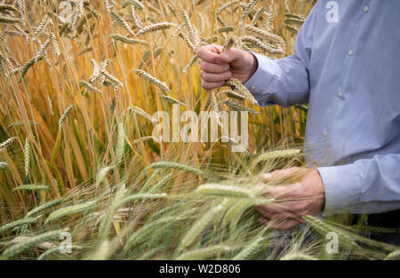 Stuttgart, Allemagne. 08 juillet, 2019. Friedrich Longin, chef de la recherche sur le blé à l'Université de Hohenheim, montre une oreille amidonnier lors d'une conférence de presse sur un essai au champ d'une variété de céréales. L'expérience est destinée à fournir des informations sur la manière dont les différentes variétés, telles que l'engrain, l'amidonnier et Dinkel, s'affirmer dans la culture, les risques qu'ils ont et pour quels produits l'un ou l'autre variété de céréale est plus adaptée. Credit : Marijan Murat/dpa/Alamy Live News Banque D'Images