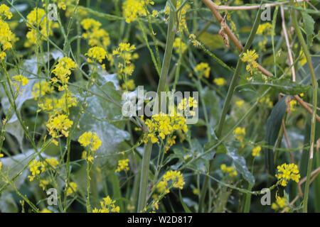 Close up de Brassica nigra, la moutarde noire, qui fleurit au printemps Banque D'Images