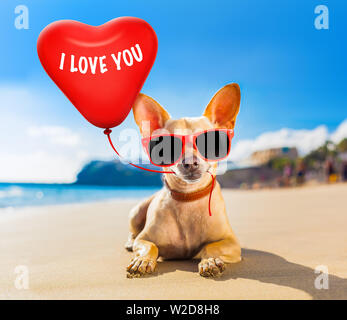 Chien chihuahua à l'ocean shore beach wearing red lunettes drôles en amour avec coeur ballon pour anniversaire ou Valentines Day Banque D'Images