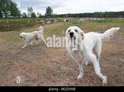 Doberlug Kirchhain, Allemagne. 08 juillet, 2019. Garde de chiens de montagne des Pyrénées un troupeau de chèvres et moutons sur le Weißhaus site du patrimoine naturel. Les chiens sont une bonne protection contre les loups. Les grandes forêts contiguës, du patrimoine naturel national sur les anciens militaires propriétés offrent les loups idéal et habitats non perturbés. Credit : Soeren Stache/dpa/Alamy Live News Banque D'Images