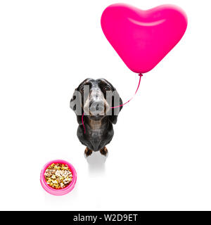 Teckel chien saucisse dans l'amour pour la St Valentin ou d'anniversaire, ballon coeur rouge isolé sur fond blanc Banque D'Images