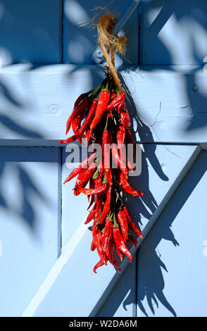 Piments rouges séchés accroché sur la porte peinte en bleu, vallée du Lot, France Banque D'Images