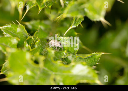 Gros insecte sur une feuille verte Banque D'Images