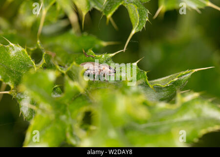 Gros insecte sur une feuille verte Banque D'Images