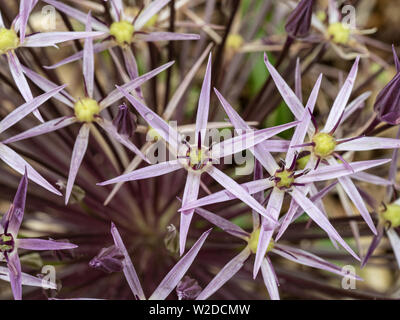 Un gros plan d'une personne de l'Allium cristophii fleuron Banque D'Images