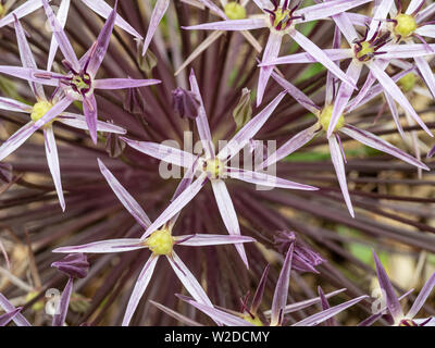 Un gros plan d'une personne de l'Allium cristophii fleuron Banque D'Images