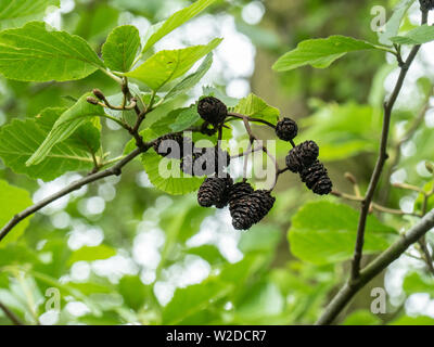 Les chatons noirs de l'open'aulne glutineux Alnus glutinosa contre un arrière-plan de feuilles Banque D'Images