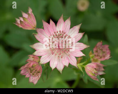 En gros plan des fleurs roses d'Astrantia Roma Banque D'Images
