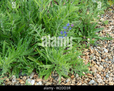 Un patch de Vipérine commune (Echium vulgare) avec un fond bleu fleur Banque D'Images