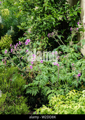 Une touffe de Geranium palmatum montrant la répartition rigide des fleurs et de grandes feuilles profondément disséquée Banque D'Images