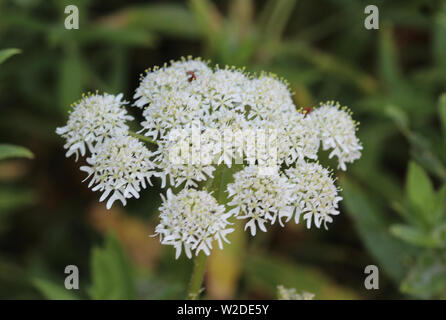 D'Heracleum sphondylium close up, communément appelé la berce commune, berce du Caucase ou berce laineuse Banque D'Images