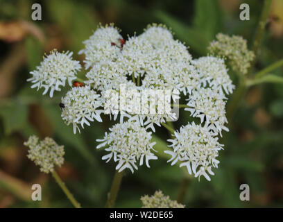 D'Heracleum sphondylium close up, communément appelé la berce commune, berce du Caucase ou berce laineuse Banque D'Images