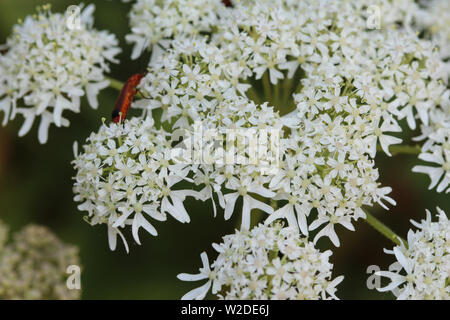 D'Heracleum sphondylium close up, communément appelé la berce commune, berce du Caucase ou berce laineuse Banque D'Images