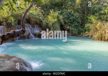 Luang Prabang, Laos - 21 décembre 2013 : Cascade dans la forêt de pluie (Tat Cascades de Kuang Si à Luang Prabang, Laos.) avec les touristes natation Banque D'Images