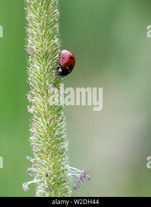 Coccinelle au repos sur une tige d'herbe (contre un fond vert) Banque D'Images