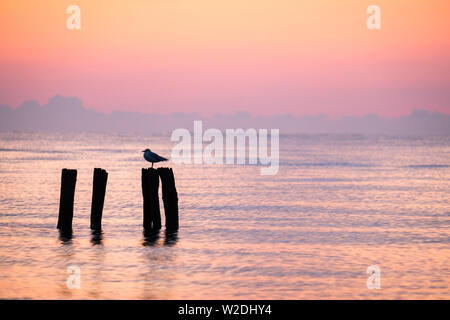 Belle matinée en rouge et orange sur la mer Baltique avec ossature d'une mouette assis sur un poteau dans l'eau à Dahme, Schleswig-Holstein Banque D'Images