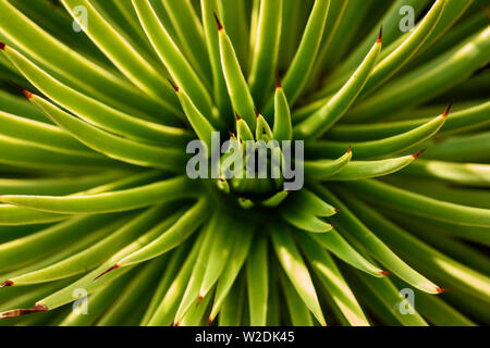 Belle agave stricta agave hérisson -long -feuilles vertes avec point brun Banque D'Images