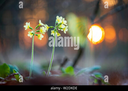 Coucou bleu primrose Primula veris au coucher du soleil dans la forêt, le nord de l'Allemagne Banque D'Images