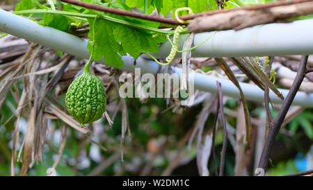 Un hybride série amer fruit suspendu à un rack dans un jardin. Banque D'Images