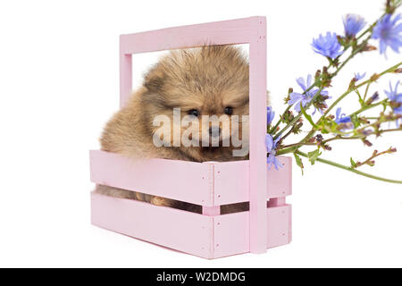 Petit chiot Pomeranian dans une belle boîte en bois, isolé sur fond blanc Banque D'Images