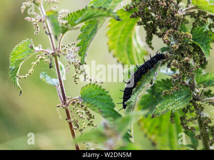 Presque plein augmenté de la chenille papillon paon (Vanessa io), l'alimentation sur l'ortie Banque D'Images