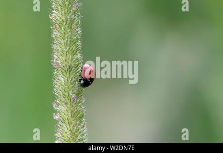 Coccinelle au repos sur une tige d'herbe (contre un fond vert) Banque D'Images