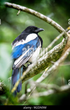 Magpie européenne (Pica pica) assis sur une branche Banque D'Images