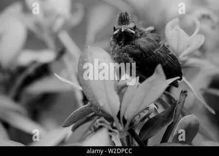 Un cardinal chick se dresse sur le sommet d'un buisson qu'il quitte le nid pour la première fois. Il semble regarder la caméra pour dire au revoir Banque D'Images