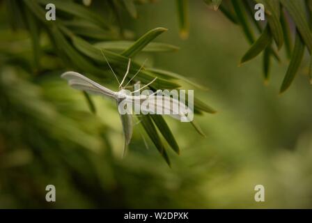 Plumet blanc Pterophorus pentadactyla) (papillon Banque D'Images