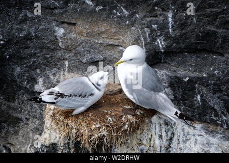 La mouette tridactyle (Rissa tridactyla) poussin alimentation en Islande Banque D'Images