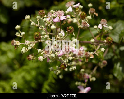 Bush Blackberry close-up montrant de jeunes fleurs, bourgeons et de pointes en anglais Woods Banque D'Images