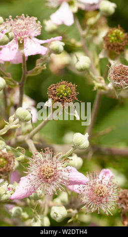 Bush Blackberry close-up montrant de jeunes fleurs, bourgeons et de pointes en anglais Woods Banque D'Images