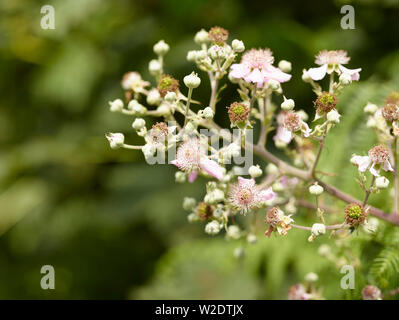 Bush Blackberry close-up montrant de jeunes fleurs, bourgeons et de pointes en anglais Woods Banque D'Images