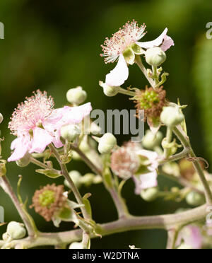 Bush Blackberry close-up montrant de jeunes fleurs, bourgeons et de pointes en anglais Woods Banque D'Images