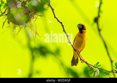 Asiatique mâle Golden Weaver isolé perché sur la perche Banque D'Images