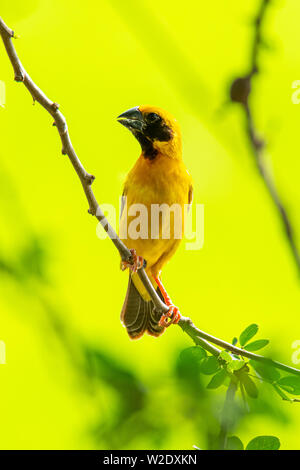 Asiatique mâle Golden Weaver isolé perché sur la perche Banque D'Images