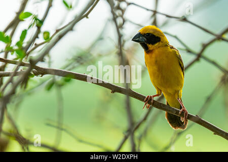 Asiatique mâle Golden Weaver isolé perché sur la perche Banque D'Images