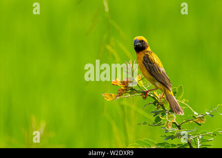 Asiatique mâle Golden Weaver isolé perché sur la perche Banque D'Images