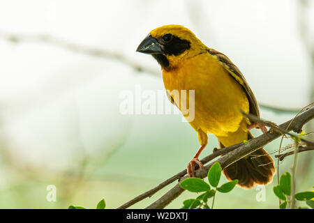 Asiatique mâle Golden Weaver isolé perché sur la perche Banque D'Images