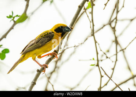 Asiatique mâle Golden Weaver isolé perché sur la perche Banque D'Images