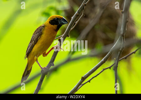 Asiatique mâle Golden Weaver isolé perché sur la perche Banque D'Images