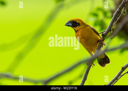 Asiatique mâle Golden Weaver isolé perché sur la perche Banque D'Images