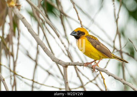 Asiatique mâle Golden Weaver isolé perché sur la perche Banque D'Images